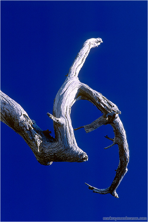 Sun-bleached Branch, Cobalt Sky: Near Sisters, OR, USA (2002-00-00) - Abstract photo of a white, sickle-shaped branch against a pure blue sky