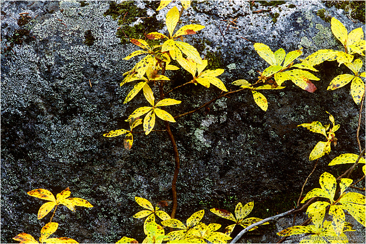 Fall Leaves, Granite: Near Joffre Lakes, BC, Canada (2002-00-00) - Fine art nature photograph of brilliant yellow leaves splayed against dark granite