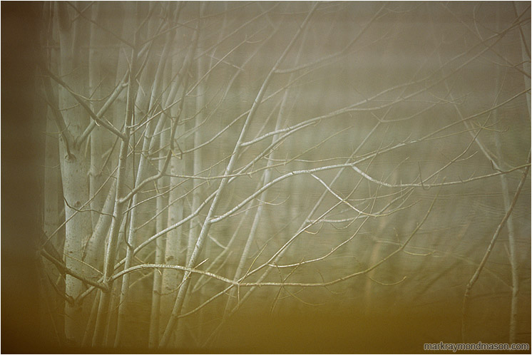 Alders, Blinds: Squamish, BC, Canada (2003-00-00) - Abstract photograph of bent alder trees behind blurred venetian blinds