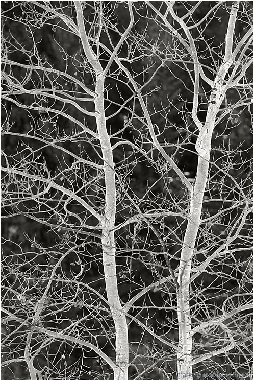 Brilliant Branches (B&W): Near Princeton, BC, Canada (2004-00-00) - Fine art black and white photograph of brilliant white frozen tree branches, lit from below by the white light of reflections from the snow