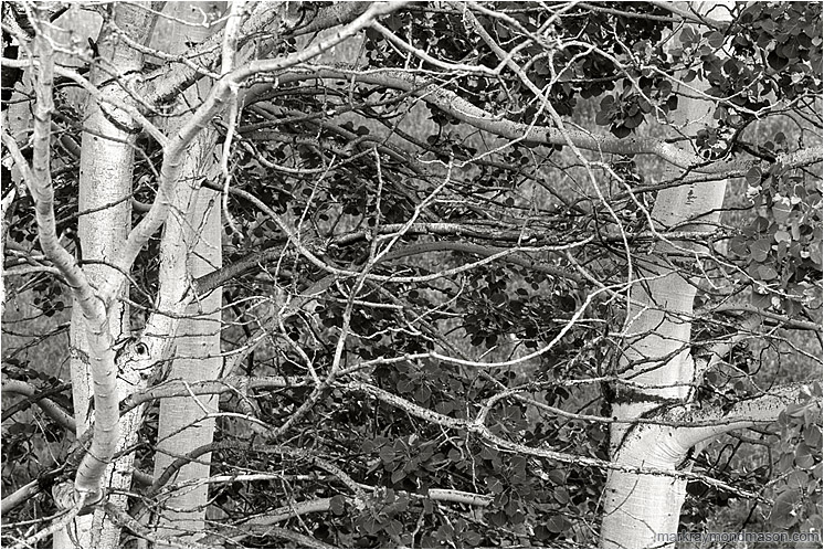 Aspens, Blown Branches (B&W): Near Princeton, BC, Canada (2005-00-00) - Fine art black and white photograph of slender, curved aspen branches shaped by the wind