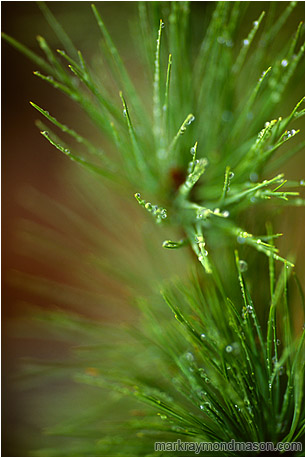 Fine art macro nature photograph of delicate rain drops coating pine needles after a severe rainstorm