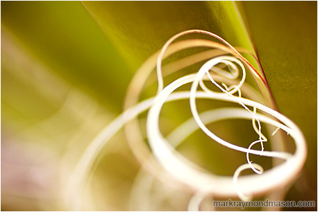 Fine art nature photograph of curled white yucca fibres, with a background of blurred yellow-green stems