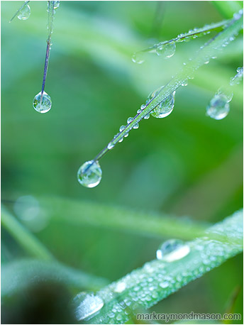 Abstract macro photograph showing perfect beads of morning dew clinging to razor-thin blades of grass