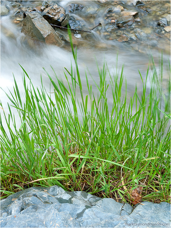Fresh Grasses, Rocky River: Kamloops, BC, Canada (2012-06-16) - Fine art photograph of green grasses layered against flowing water, boulders, and angled river rocks