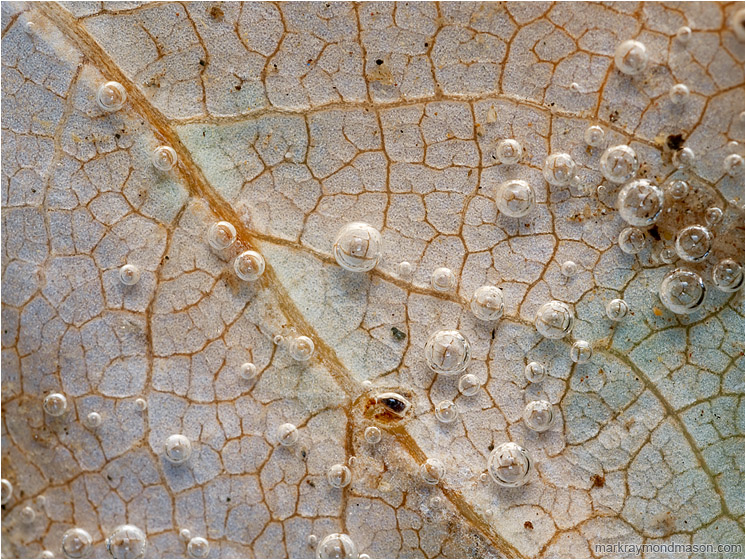 Leaf Veins, Clustered Bubbles: Near Manning Park, BC, Canada (2012-10-07) - Abstract macro photograph showing bubbles clinging to the surface of a submerged leaf like tiny lenses