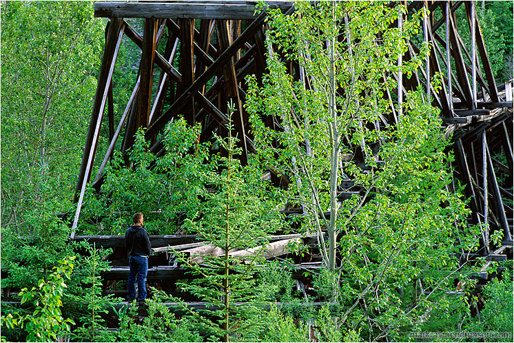 Shilo on an Aging Train Bridge: Near Kelowna, BC, Canada (2002-00-00) - Lifestyle photograph of a man standing on the crossbeams of an aging wooden train bridge amidst aspens and fir trees