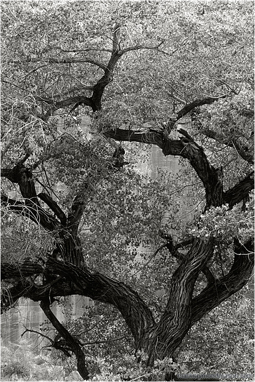 Mighty Tree, Red Cliffs (B&W): Escalante Region, UT, USA (2007-00-00) - Fine art black and white photograph of a large tree set against the walls of a sandstone canyon