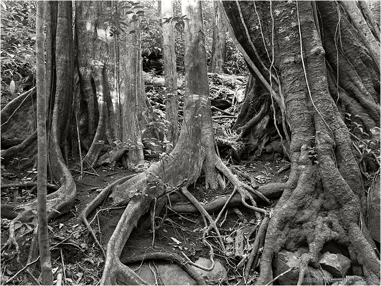Vine Trees, Roots: Near Monte Verde, Costa Rica (2013-01-12) - Black and white photo showing vines and plants twisted around a group of giant tropical tree trunks