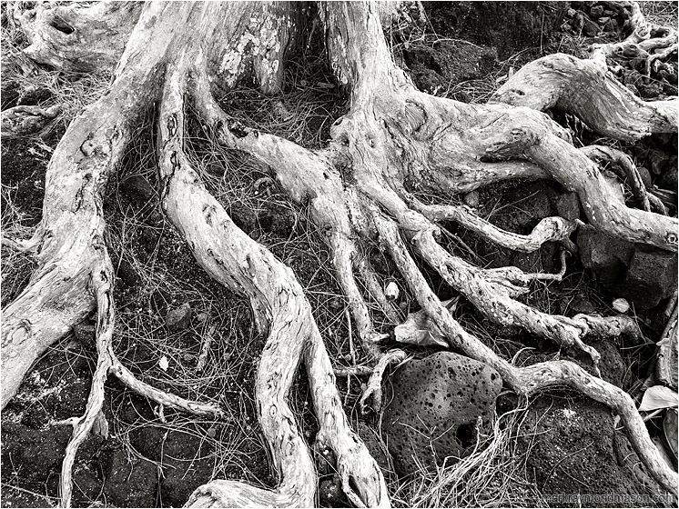 Crawling Roots, Lava Rocks: Hilo, HI, USA (2016-02-03) - Black and white photo of dried white tree roots sprawling through a field of black, sea-worn lava rock