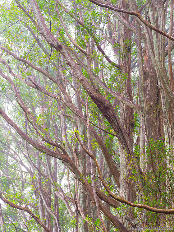 Angled Branches, Mist: Near Waimea, HI, USA (2016-02-04) - Fine art photo showing tall trees with slender angled branches and bright leaves against a backdrop of thin fog