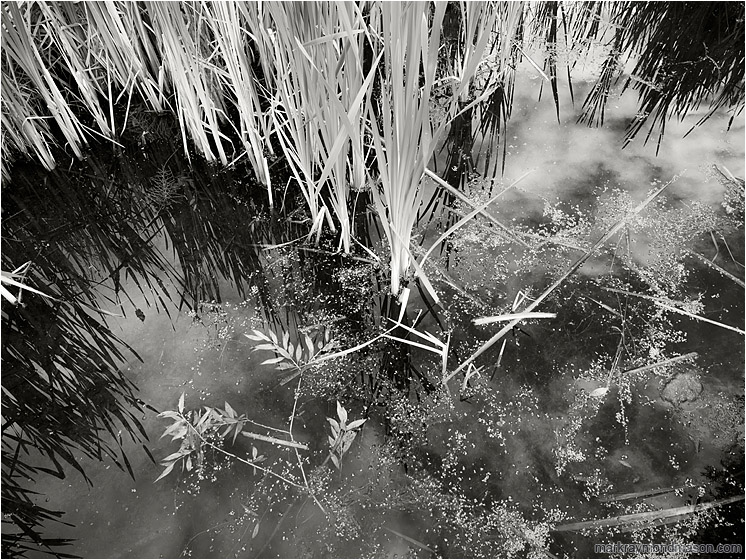 Brilliant Reeds, Reflections: Salmon Arm, BC, Canada (2016-06-19) - Fine art black and white photo of tall swamp weeds, reflections of clouds and sky, and texture on the surface of the water