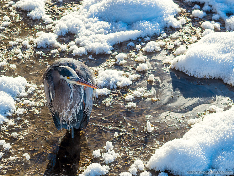 Heron, Frost: Salmon Arm, BC, Canada (2017-01-12) - Fine art wildlife photograph showing a Great Grey Heron standing in swampy water, surrounded by bright hoar-frost and sun-lit snow