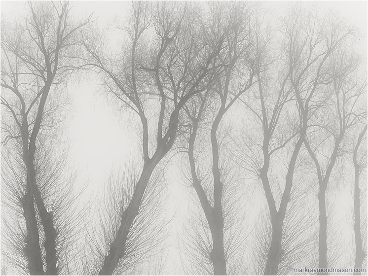 Grey Day, Silhouetted Trees: Salmon Arm, BC, Canada (2017-01-20) - Black and white fine art photograph of tree skeletons, bare of leaves, grey and lifeless against a dull and foggy sky