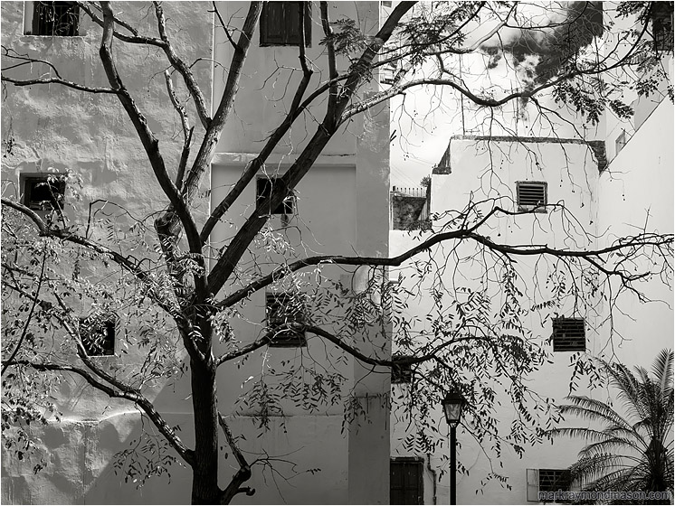 Courtyard, Reaching Tree: Havana, Cuba (2017-02-19) - Fine art photo in black and white, showing a bright white inner city courtyard and a silhouetted tree, angled sunlight playing over the imperfections in the masonry