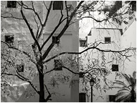 Courtyard, Reaching Tree: Havana, Cuba (2017) - Fine art photo in black and white, showing a bright white inner city courtyard and a silhouetted tree, angled sunlight playing over the imperfections in the masonry