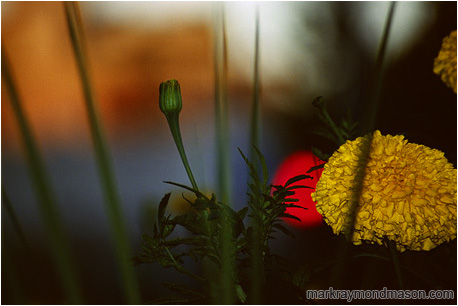 Abstract photograph of flash-lit potted flowers set against a dark, threatening urban background