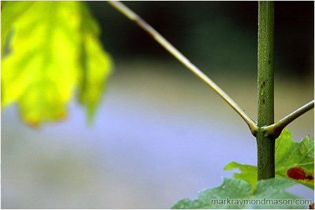 Macro photograph showing drops of water coating the stem of a plant and leaf highlights against a soft blurry background