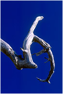 Sun-bleached Branch, Cobalt Sky: Near Sisters, OR, USA (2002) - Abstract photo of a white, sickle-shaped branch against a pure blue sky