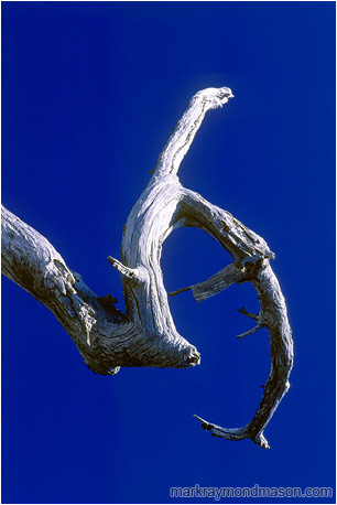 Abstract photo of a white, sickle-shaped branch against a pure blue sky