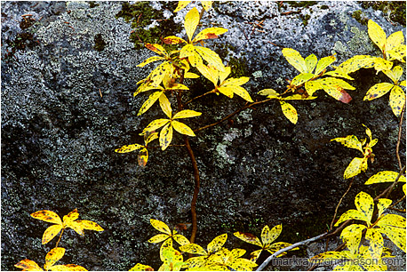 Fine art nature photograph of brilliant yellow leaves splayed against dark granite