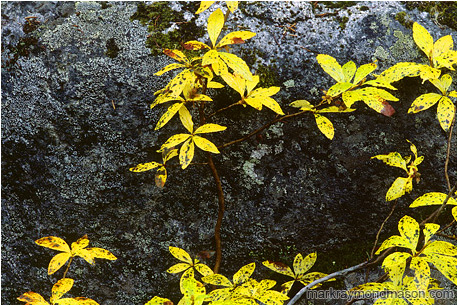 Fine art nature photograph of brilliant yellow leaves splayed against dark granite