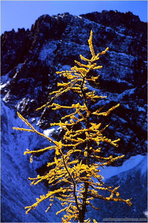Blooming Larch, Mountains: Manning Park, BC, Canada (2003-00-00) - Fine art nature photograph of a yellow larch tree against a rugged mountain background