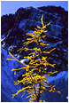 View This Photograph Blooming Larch, Mountains: Manning Park, BC