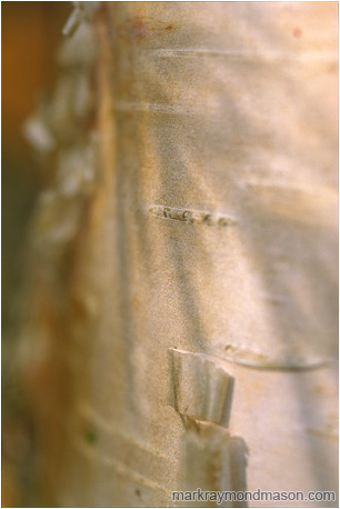 Macro abstract photograph of shadows and patterns on a tiny piece of peeling birch bark