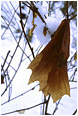 Faded Maple Leaf, Snowy Day: Squamish, BC Faded Maple Leaf, Snowy Day: Squamish, BC