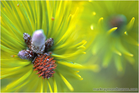 Abstract nature photograph of an explosion of tiny young fir needles