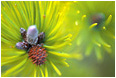 Needles, Tiny Cones: Near Squamish, BC Needles, Tiny Cones: Near Squamish, BC