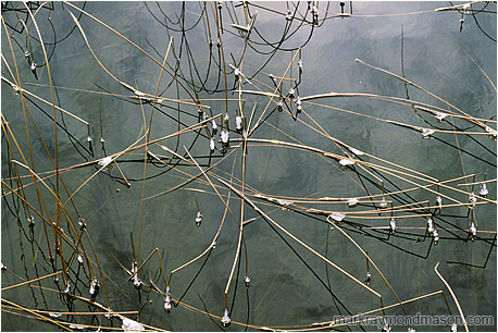 Fine art photograph of long reeds and frozen globes of ice floating in a brilliant pool of rippled water