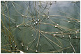 View This Photograph Reeds, Ice Drops: Near Squamish, BC