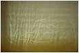 Alders, Blinds: Squamish, BC