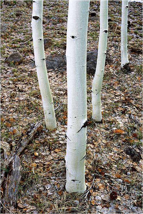 Four White Trees: Near Bryce Canyon, UT, USA (2003-00-00) - Fine art photograph of four slender aspen trees on a leafy forest floor