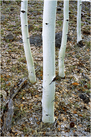 Fine art photograph of four slender aspen trees on a leafy forest floor