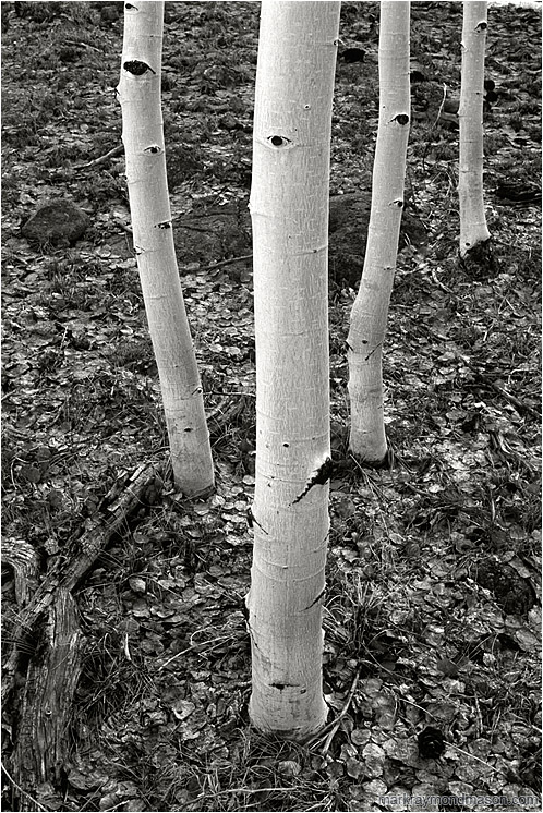 Four White Trees (B&W): Near Bryce Canyon, UT, USA (2003-00-00) - Fine art black and white photograph of four white tree trunks in a forest carpeted with silver dried leaves