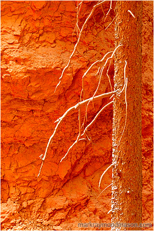 Abstract photograph showing snow coating the branches of a dead snag at the bottom of a sandstone canyon