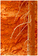 Orange Rock, Snowy Snag: Bryce Canyon, UT