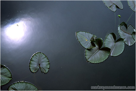 Fine art photo of lilly pads and silver reflections on the surface of a lake