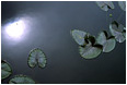 Scattered Lillies, Reflected Sun: Near Squamish, BC Scattered Lillies, Reflected Sun: Near Squamish, BC