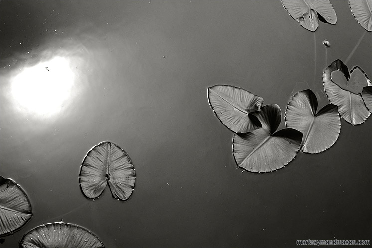 Scattered Lillies, Reflected Sun (B&W): Near Squamish, BC, Canada (2003-00-00) - Fine art black and white photograph of lilly pads in speckled grey water with a strong reflection of a cloudy sky