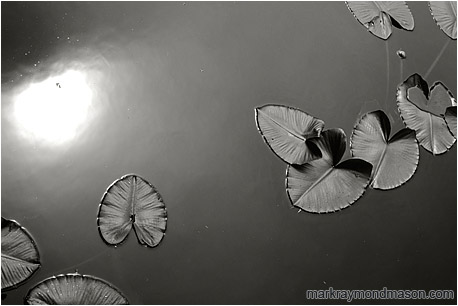 Fine art black and white photograph of lilly pads in speckled grey water with a strong reflection of a cloudy sky