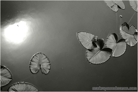 Fine art black and white photograph of lilly pads in speckled grey water with a strong reflection of a cloudy sky