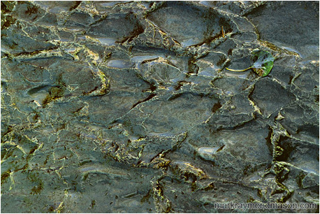 Abstract nature photograph of leaf on a water-worn patterned rock, in golden afternoon light