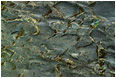 View This Photograph Water-Worn Rock, Leaf: Near New Denver, BC