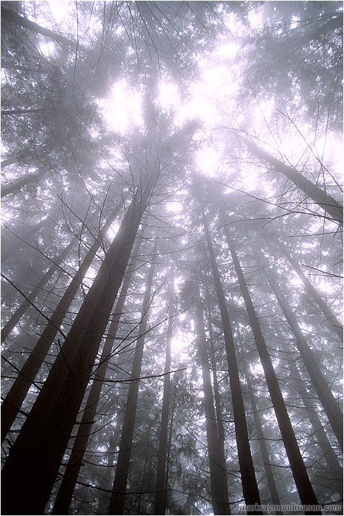 Soaring Trees, Fog: Seymour Park, BC, Canada (2003-00-00) - Abstract photo looking up through bright mist at the treetops