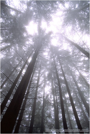 Abstract photo looking up through bright mist at the treetops