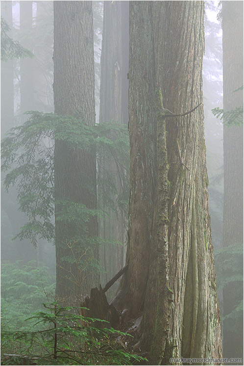 Forest, Fog: Seymour Park, BC, Canada (2003-00-00) - Fine art photograph showing a misty rainforest, the trees fading into a foggy background